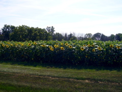 P1040424.JPG