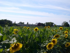 P1040425.JPG