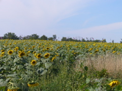 P1040432.JPG