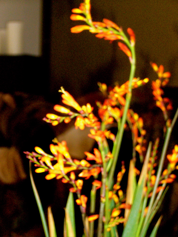 P1080348.JPG