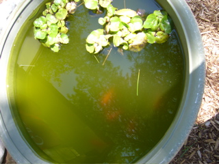 P1080121.JPG