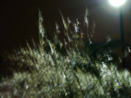 P1060550.JPG