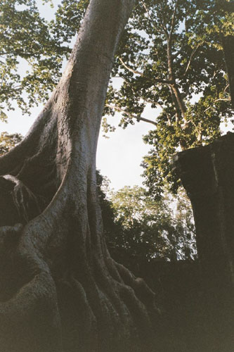taprohm.tree