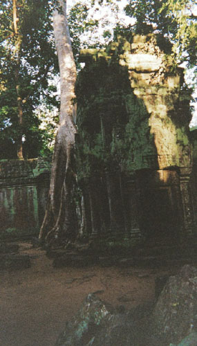 taprohm.tree3