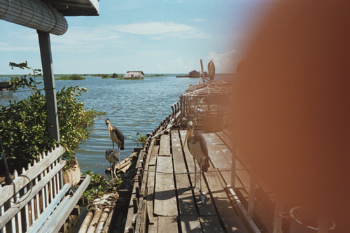 tonelesap.storks2