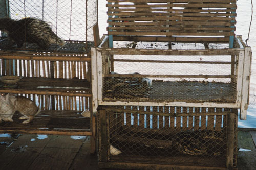 tonlesap.localzoo