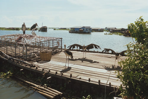 tonlesap.storks