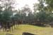 banteay.srei.view4