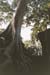taprohm.tree