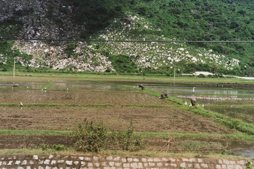 bike.rice.fields