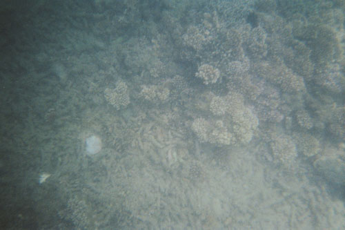 boat.coral1