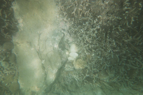 boat.coral10