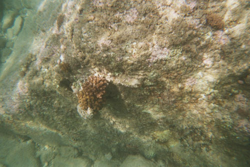 boat.coral2