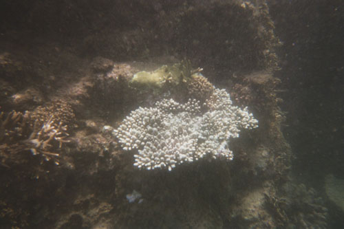 boat.coral4