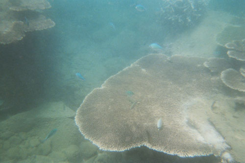 boat.coral5