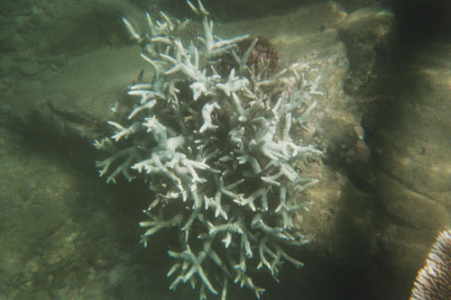 boat.coral7