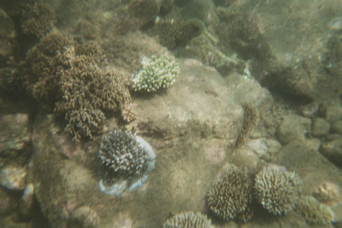 boat.coral8