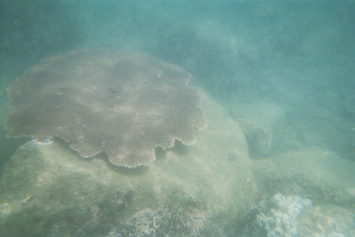 boat.coral9