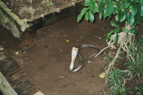 mekong.snake.cobra