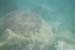boat.coral9