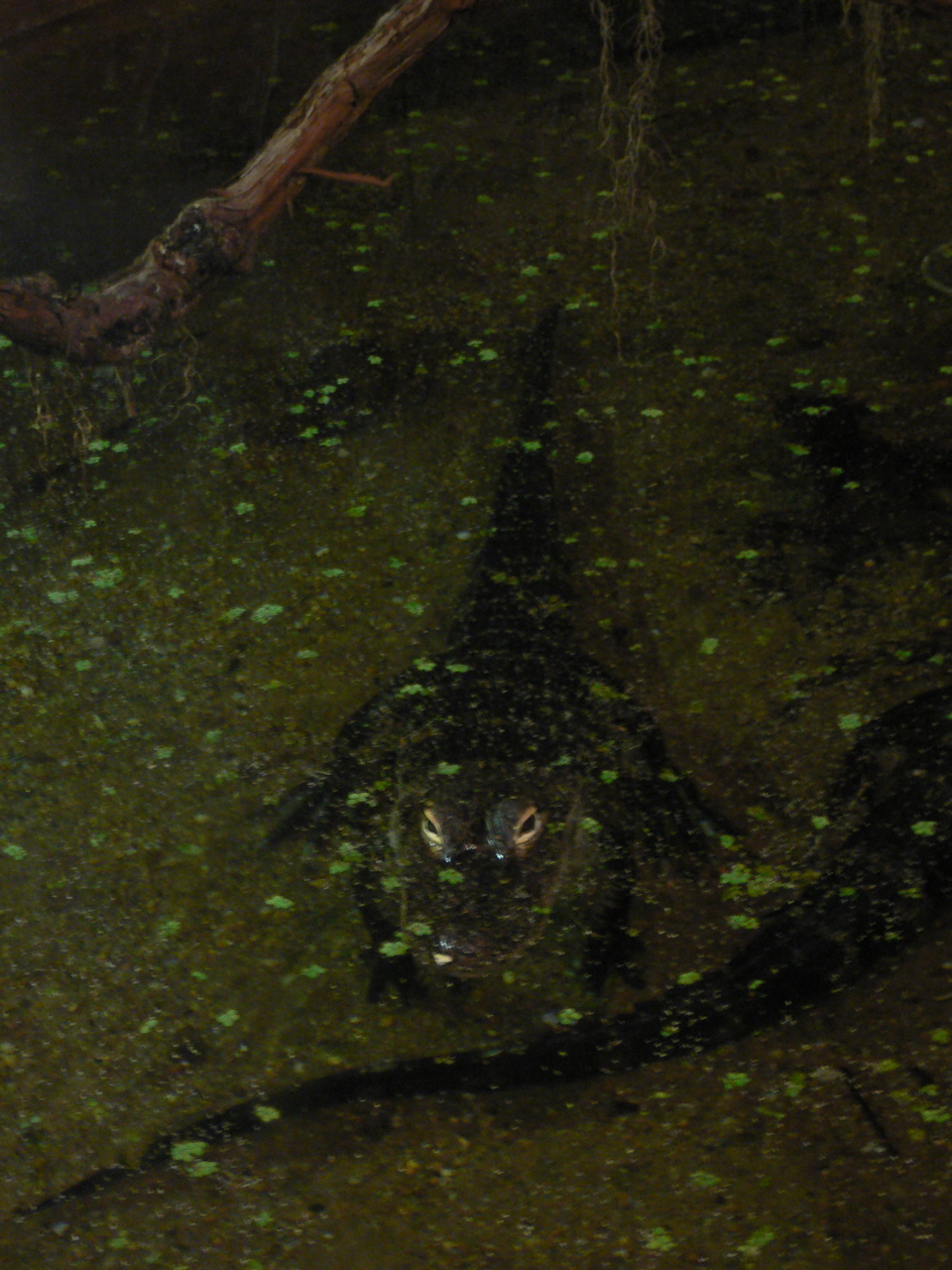 alligator