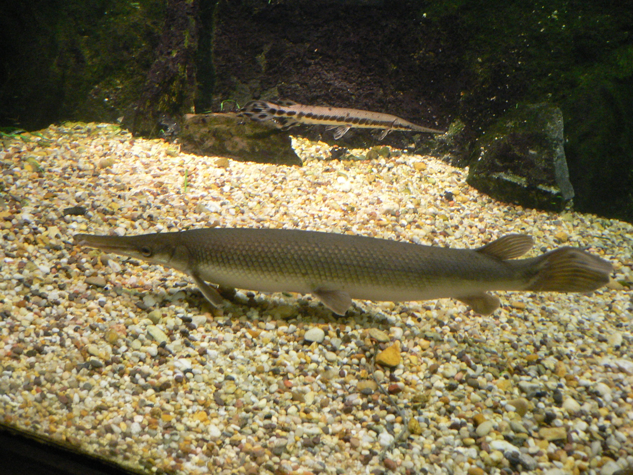 gar