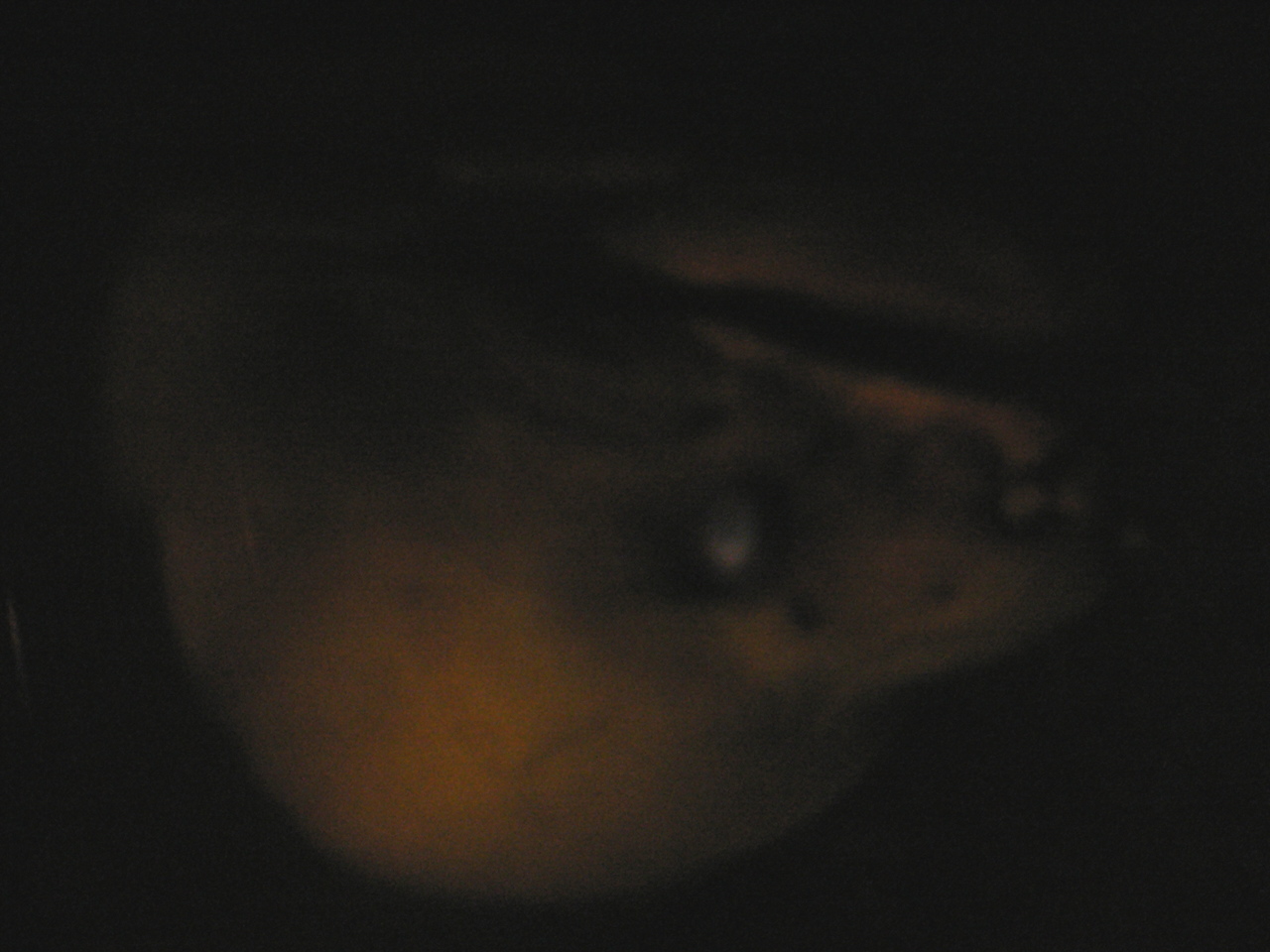 eel