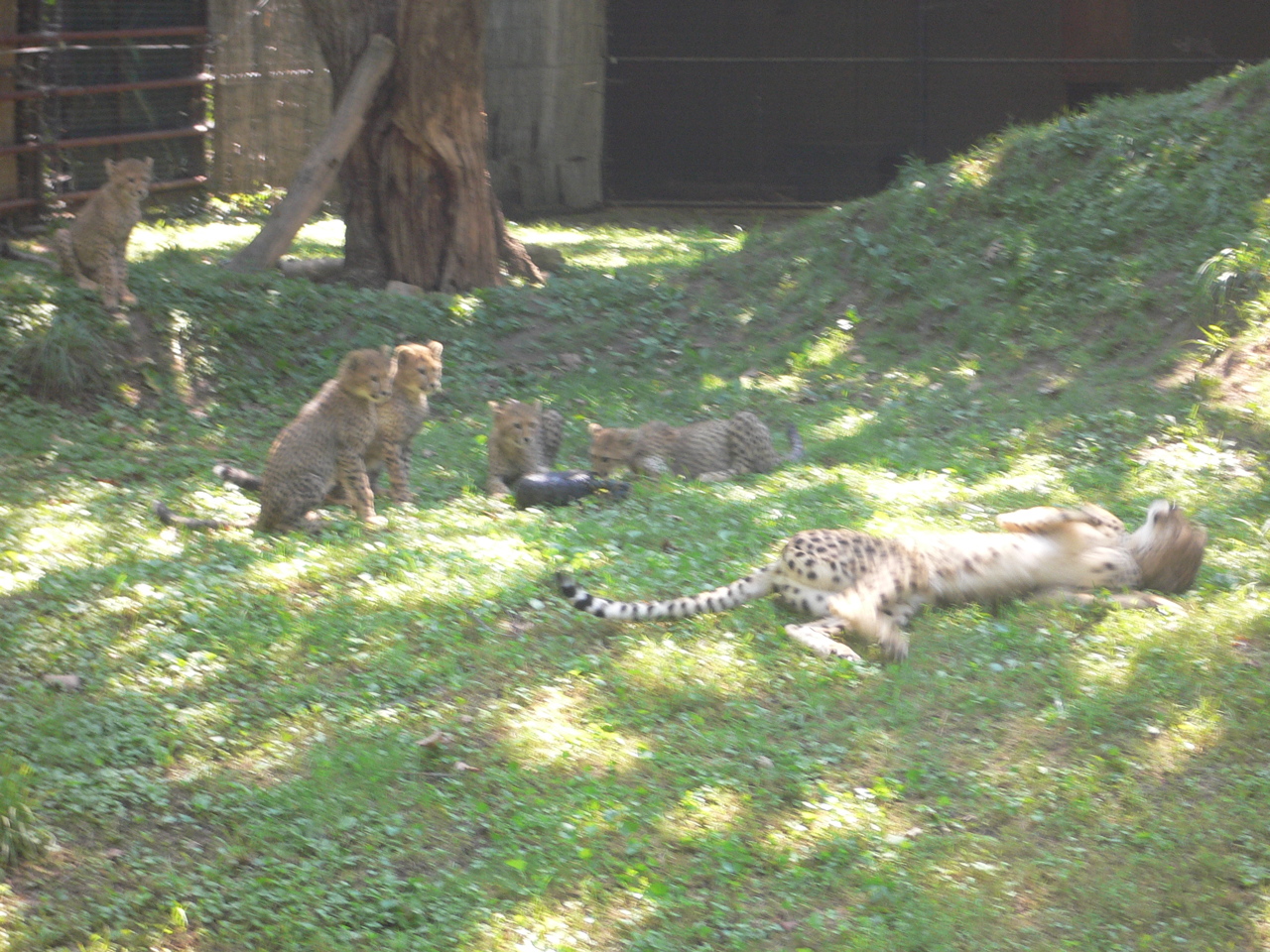 cheetah4