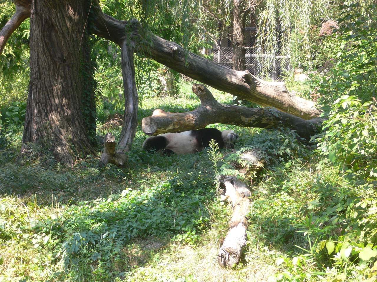 panda1
