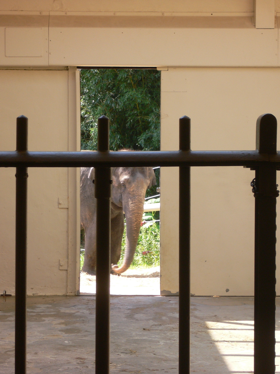 elephant