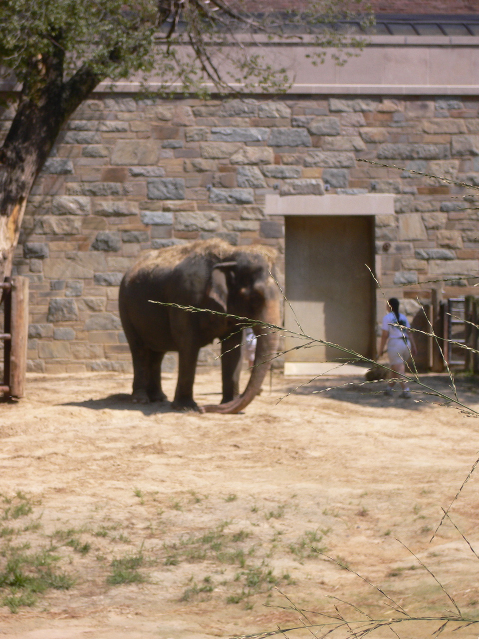 elephant3