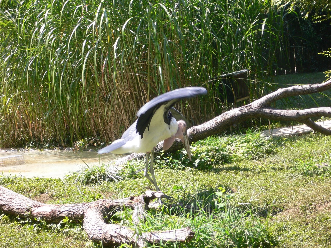 stork