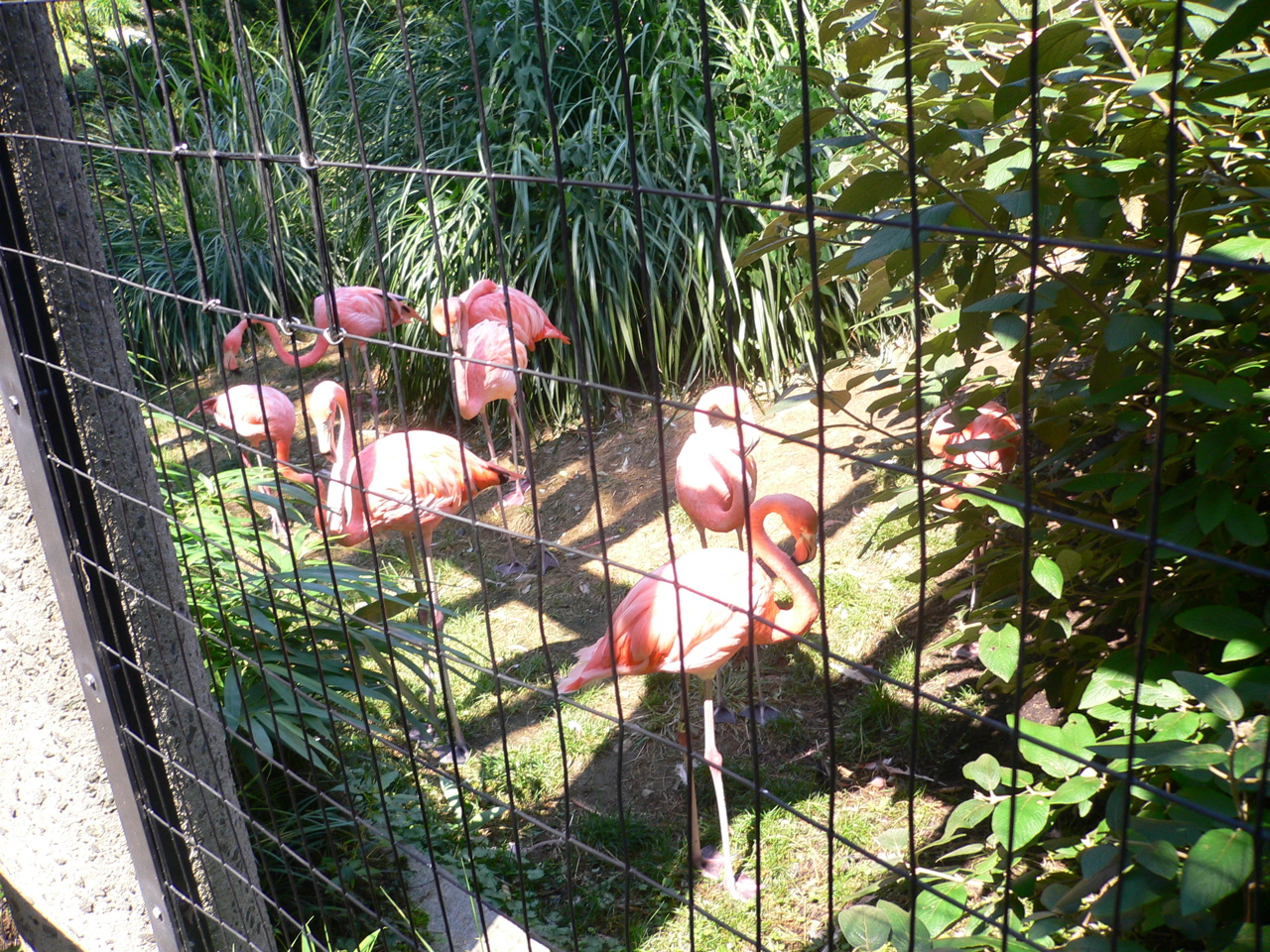 flamingos