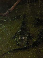 alligator