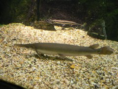 gar