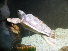 turtle