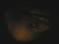 eel
