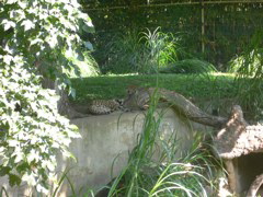 cheetah