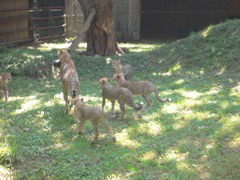 cheetah3