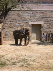 elephant3