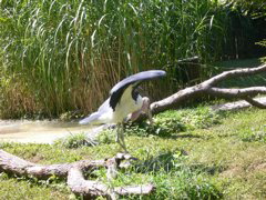 stork