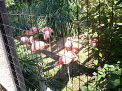 flamingos