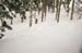 andy.trees2