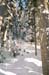 tree3