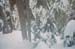 trees2